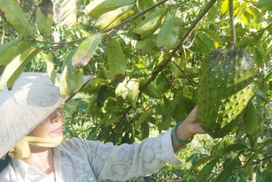 Công bố khoa học mãng cầu xiêm chữa ung thư gây nghi vấn